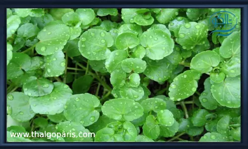 استفاده از شاهی آبی برای سم زدایی پوست