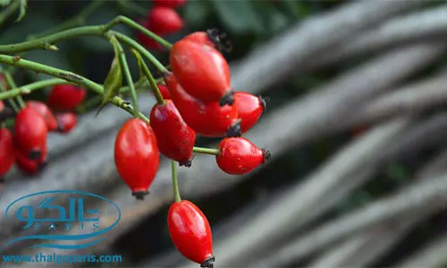فواید و عوارض روغن رز هیپ